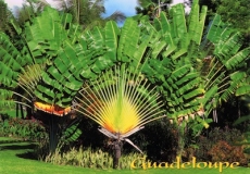 La Guadeloupe